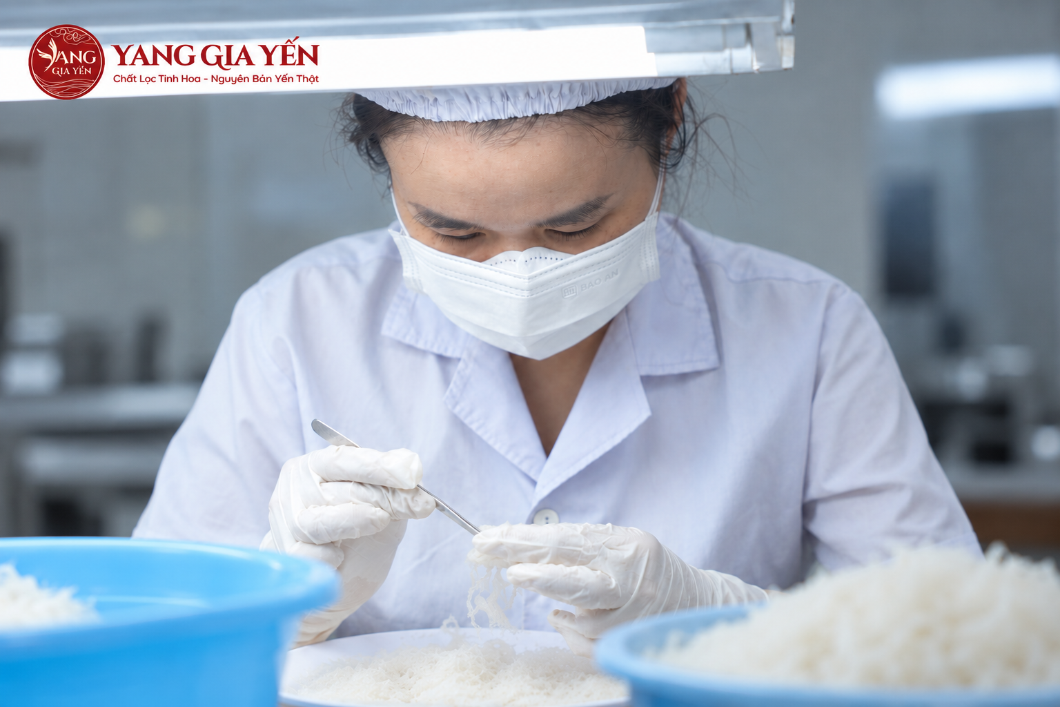 Làm sạch và xử lý tổ yến