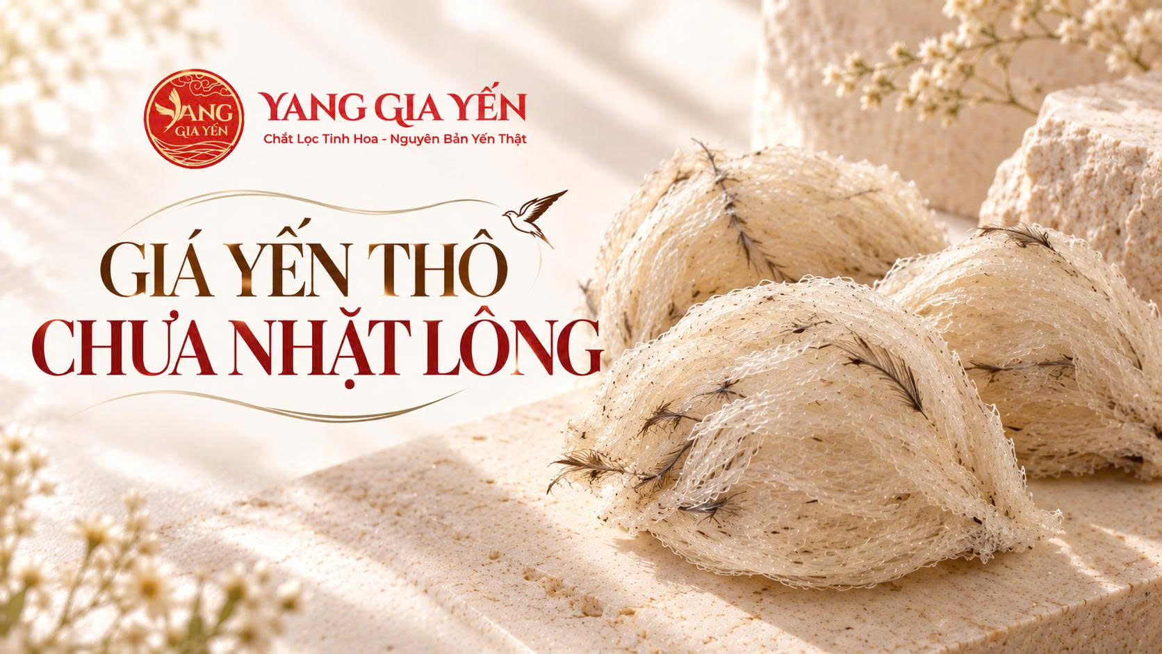 Giá yến thô chưa nhặt lông Giá yến thô chưa nhặt lông