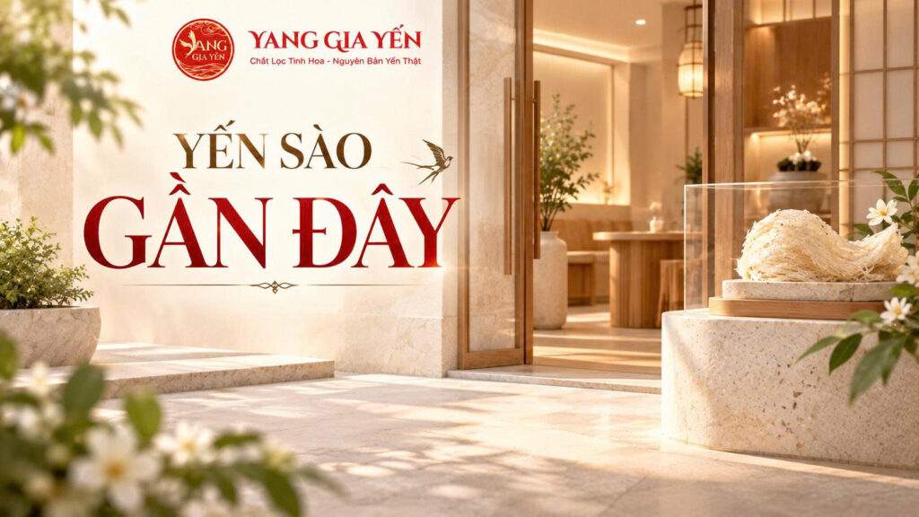 Yến sào gần đây