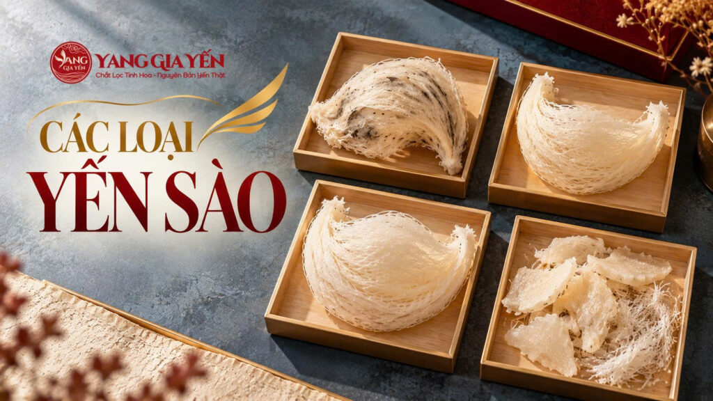 Các loại yến sào