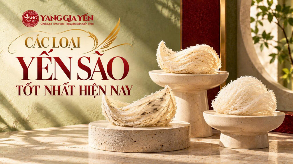 Các loại yến sào tốt nhất hiện nay