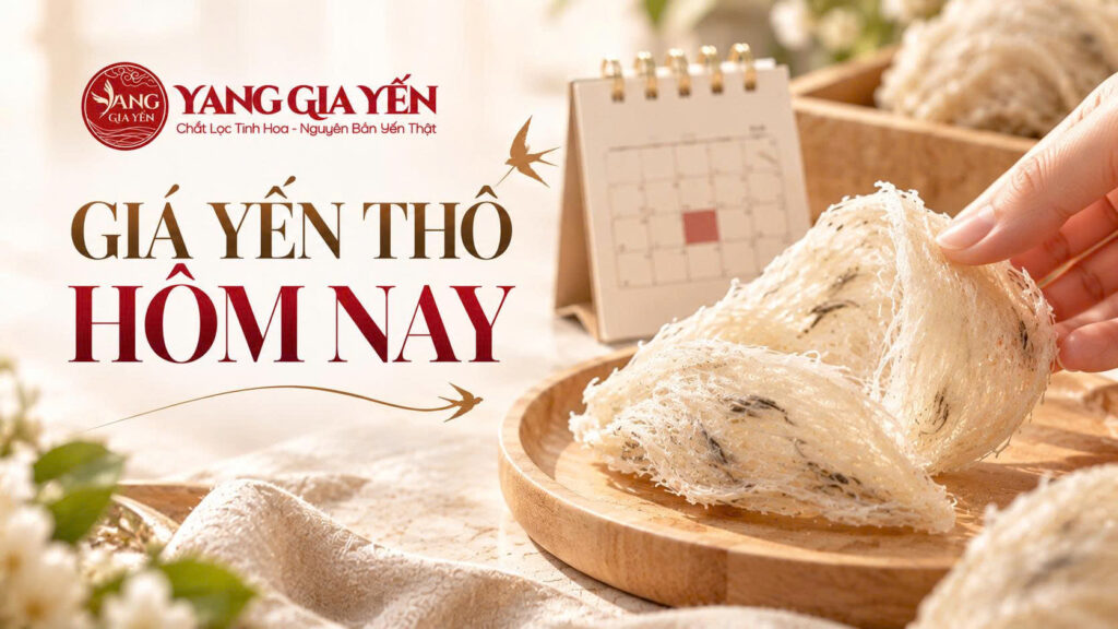 Giá yến thô hôm nay