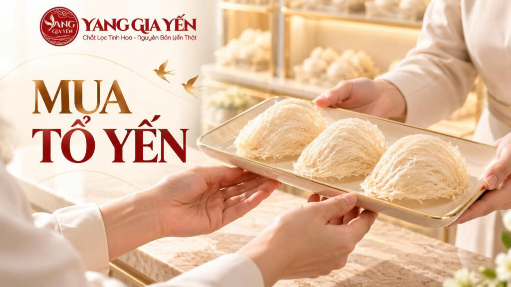 Mua tổ yến