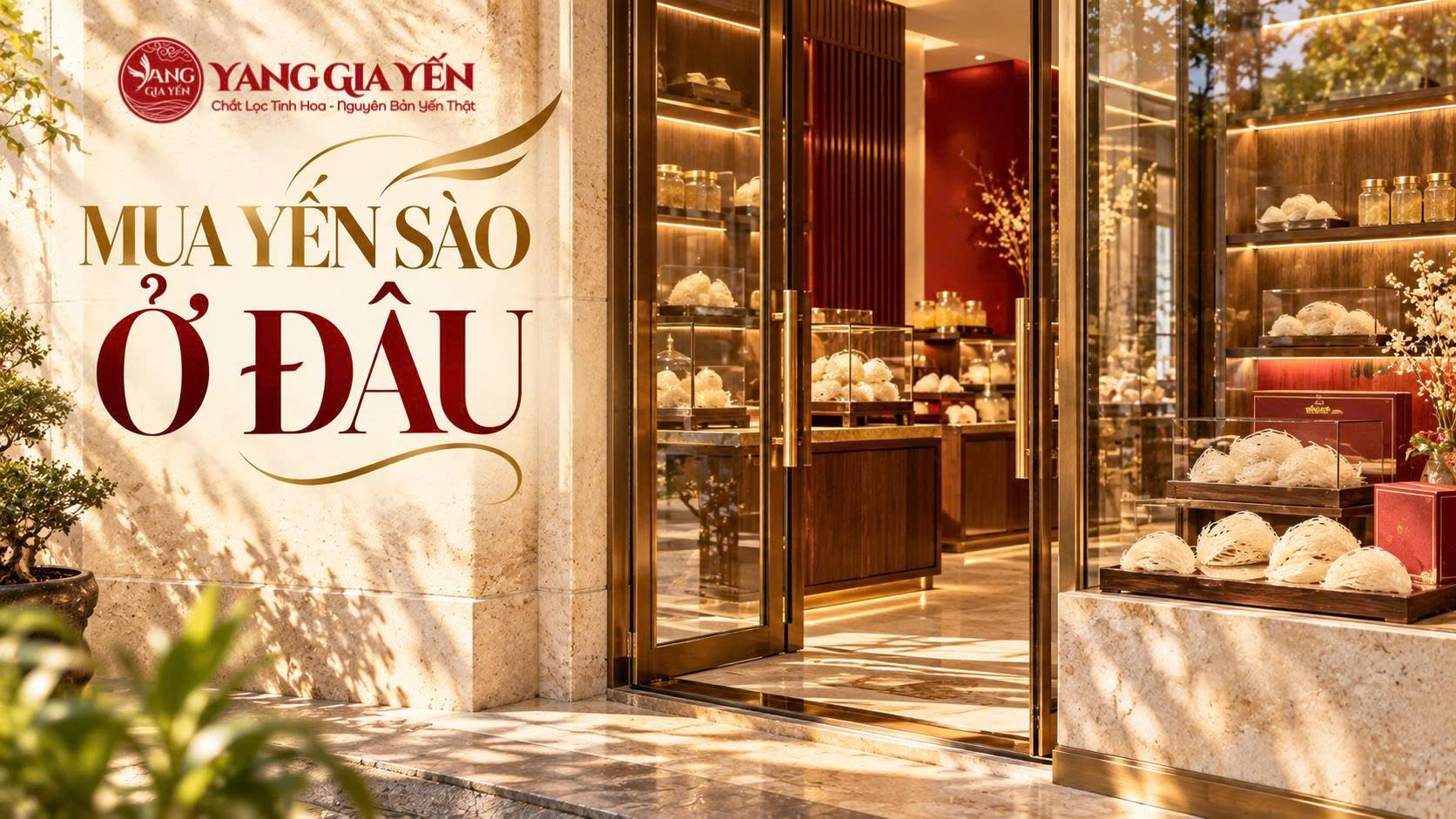 Mua yến sào ở đâu Mua yến sào ở đâu