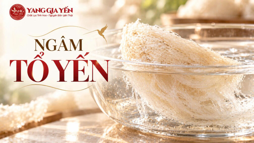 Ngâm tổ yến