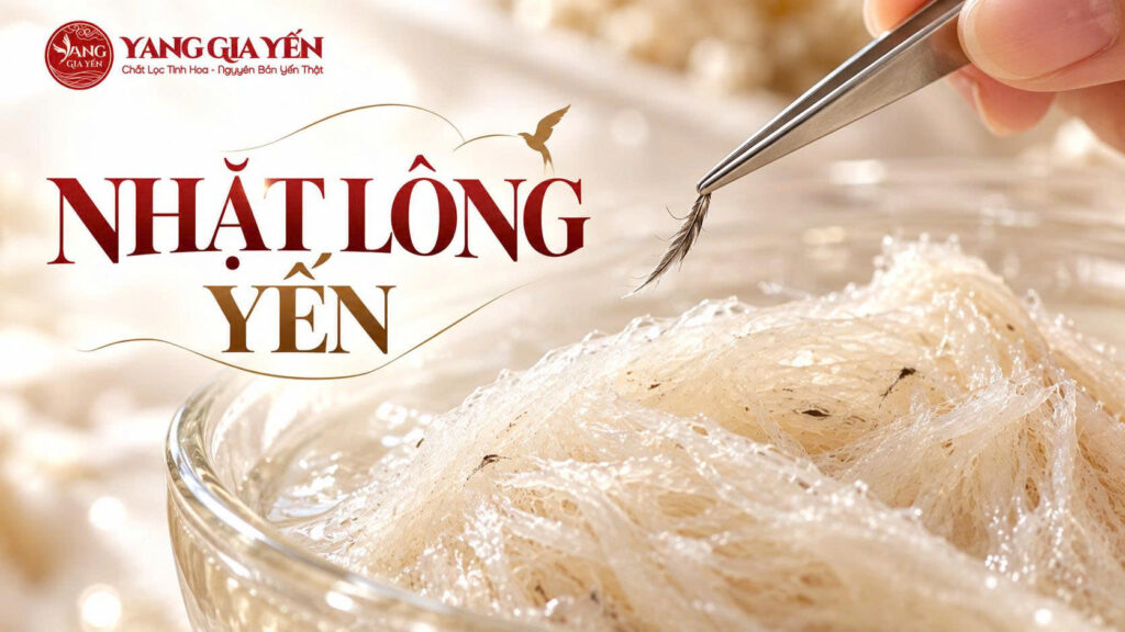 Nhặt lông yến