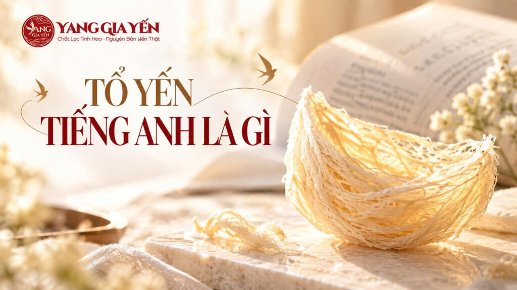 Tổ yến tiếng anh là gì