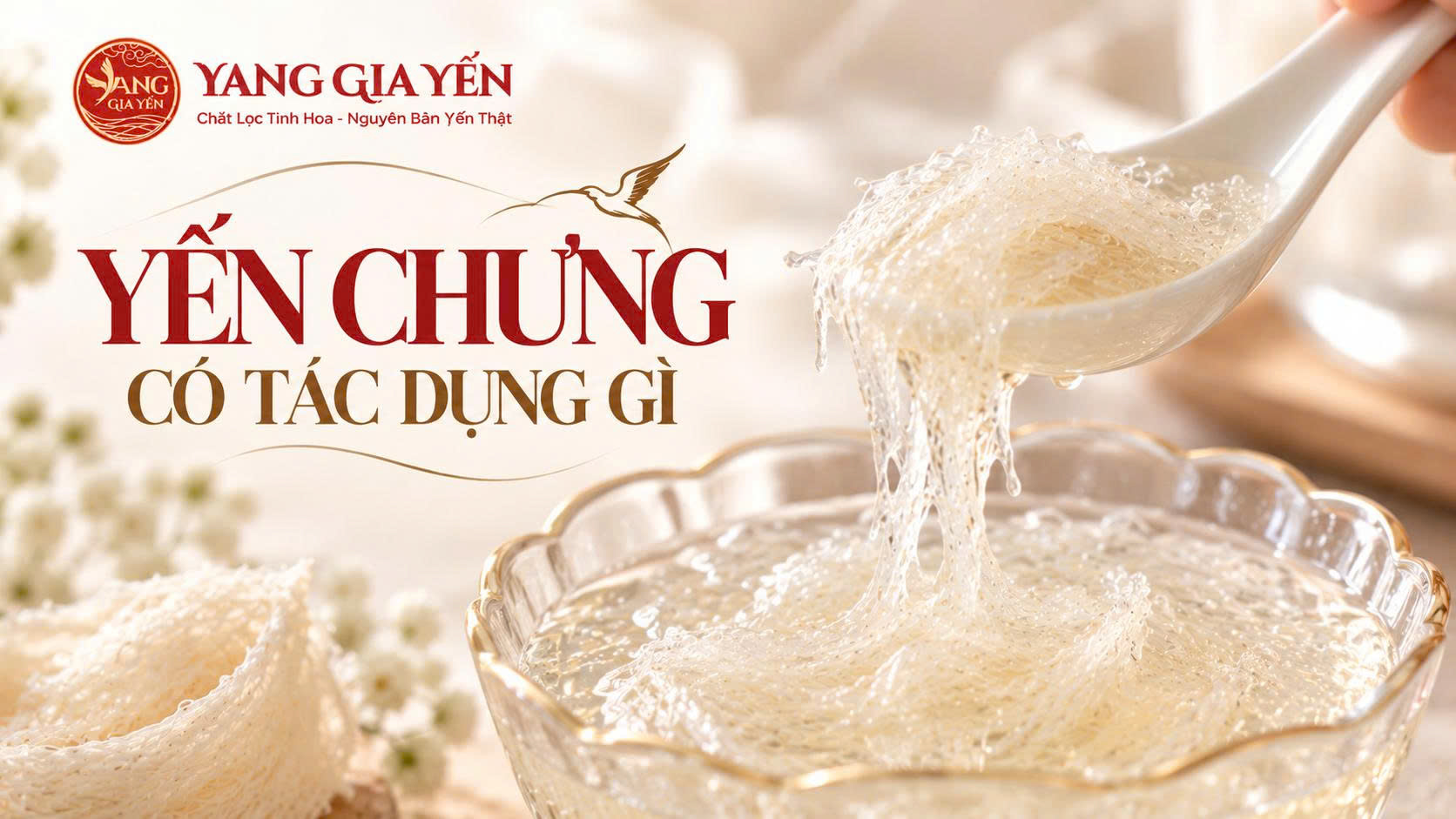 Yến chưng có tác dụng gì