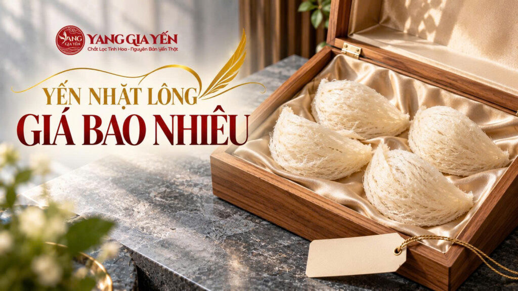 Yến nhặt lông giá bao nhiêu