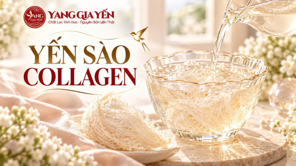 Yến sào collagen
