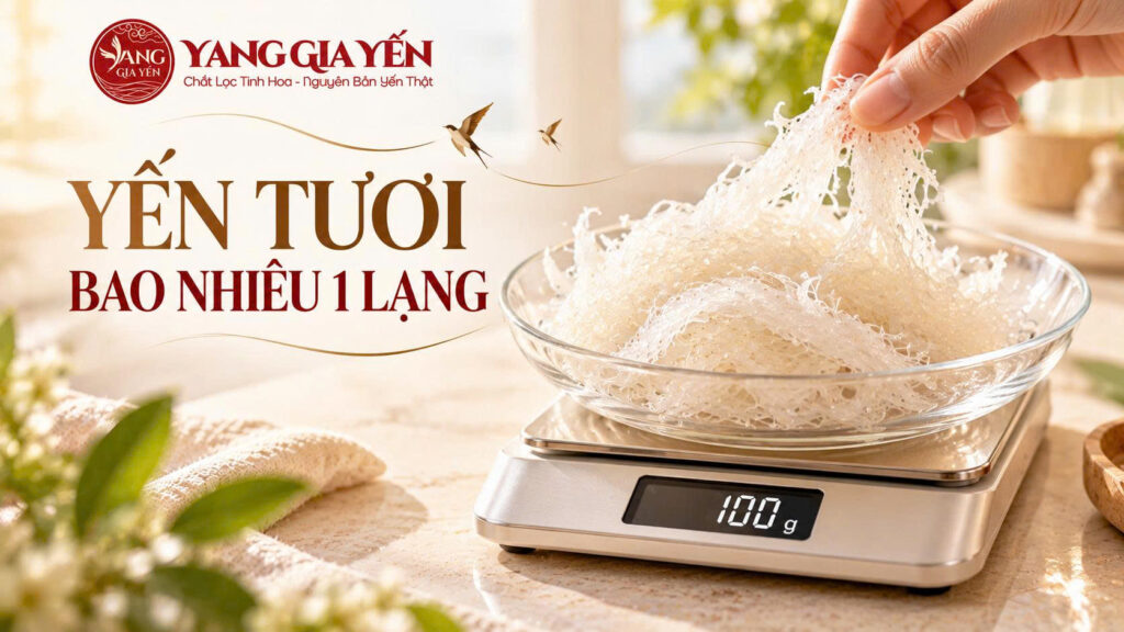Yến tươi bao nhiêu 1 lạng